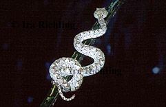 Bothriechis schlegelii