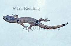 Sphaerodactylus millepuntatus