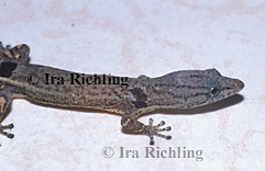 Sphaerodactylus millepuntatus