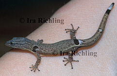 Sphaerodactylus millepuntatus