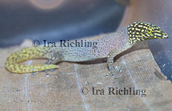 Sphaerodactylus homolepis