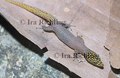 Sphaerodactylus homolepis