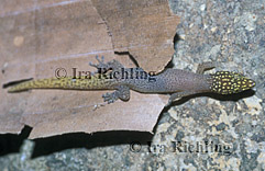 Sphaerodactylus homolepis