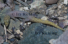 Sphaerodactylus homolepis