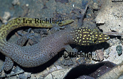 Sphaerodactylus homolepis