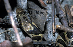 Leptodeira septemtrionalis