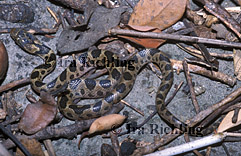 Leptodeira septemtrionalis