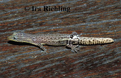 Sphaerodactylus millepuntatus