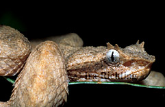 Bothriechis schlegelii