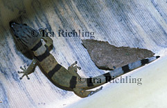 Sphaerodactylus homolepis