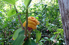 Bothriechis schlegelii