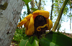 Bothriechis schlegelii