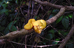 Bothriechis schlegelii