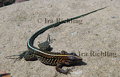 Ameiva festiva