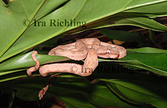 Bothriechis schlegelii