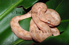 Bothriechis schlegelii