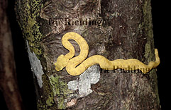 Bothriechis schlegelii