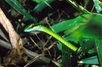 Leptophis depressirostris