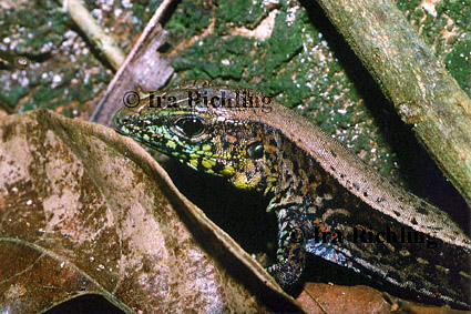 Ameiva quadrilineata