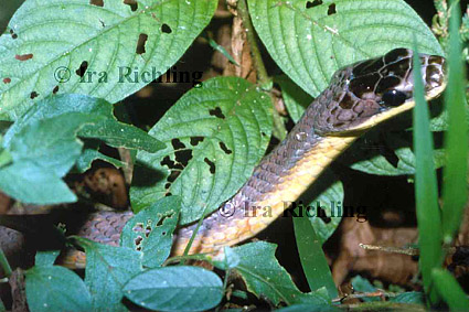 Pseustes poecilonotus