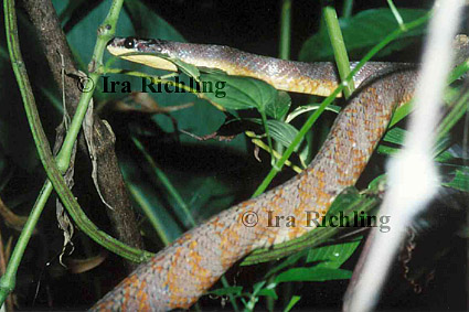 Pseustes poecilonotus