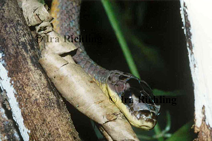 Pseustes poecilonotus