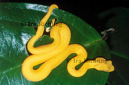 Bothriechis schlegelii