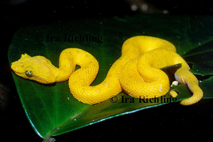 Bothriechis schlegelii