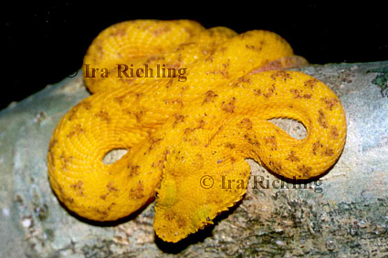 Bothriechis schlegelii