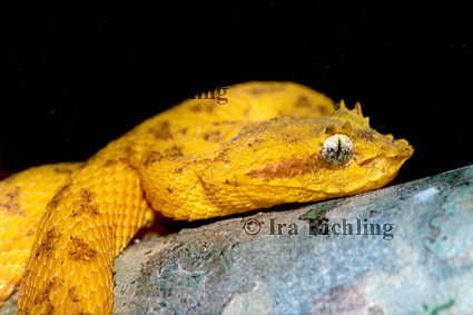 Bothriechis schlegelii