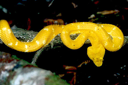 Bothriechis schlegelii