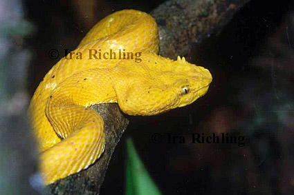 Bothriechis schlegelii