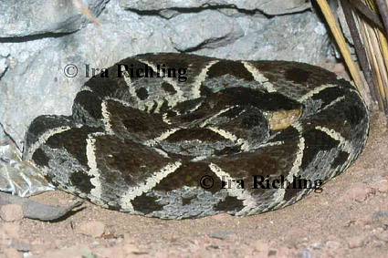 Bothrops asper