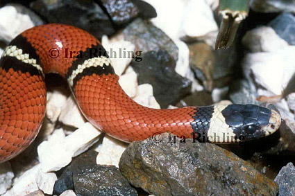 Lampropeltis triangulum