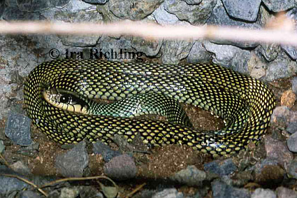 Drymobius margaritiferus