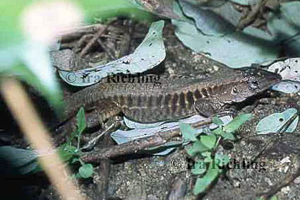 Ameiva undulata