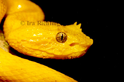 Bothriechis schlegelii