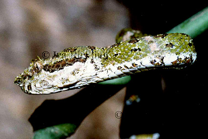 Bothriechis schlegelii