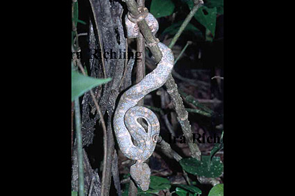 Bothriechis schlegelii