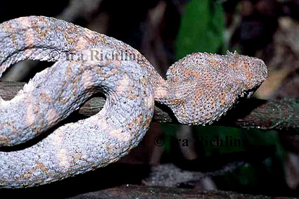 Bothriechis schlegelii