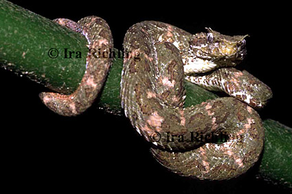 Bothriechis schlegelii