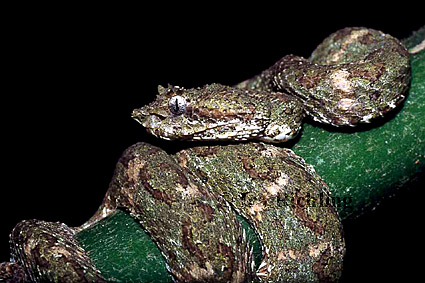 Bothriechis schlegelii