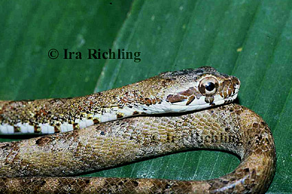 Pseustes poecilonotus