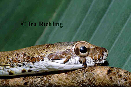 Pseustes poecilonotus