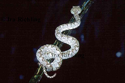 Bothriechis schlegelii