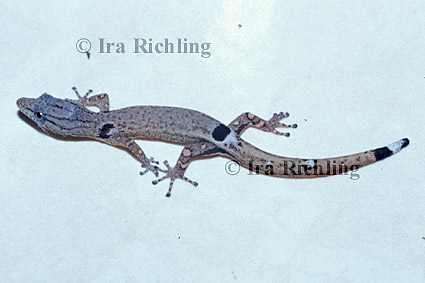 Sphaerodactylus millepuntatus