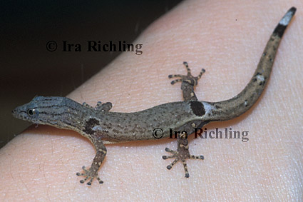 Sphaerodactylus millepuntatus