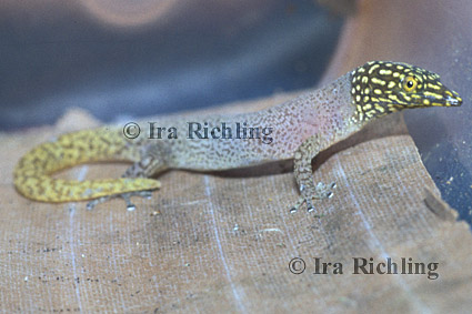 Sphaerodactylus homolepis