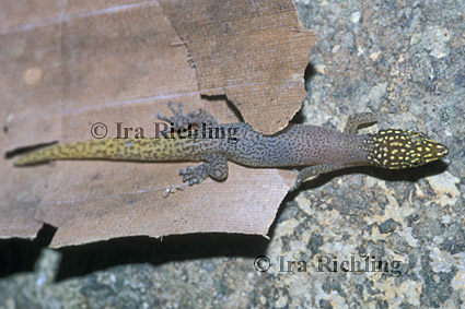 Sphaerodactylus homolepis