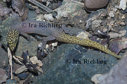 Sphaerodactylus homolepis